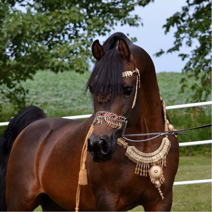 Arabian Horse